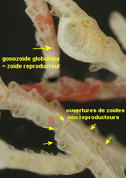 Crisia denticulata