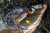 poisson parasit par 2 anilocres