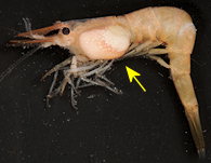 parasite d'une crevette de la famille des bopyrids