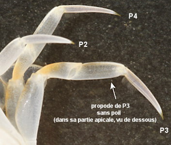 Liocarcinus vernalis