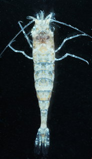 Philocheras bispinosus
