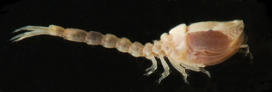 Bodotria scorpioides