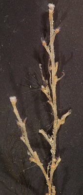Bougainvillia muscus