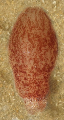 Peachia cylindrica