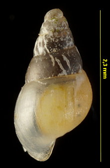 Brachystomia eulimoides