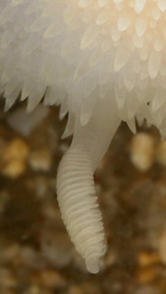 Acanthodoris pilosa