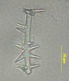 Hymeraphia cf. breeni