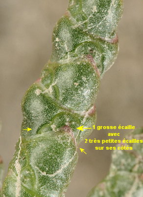 Salicorniamarshallii