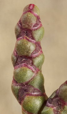 Salicorniamarshallii
