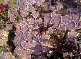 algues encroutantes calcifies