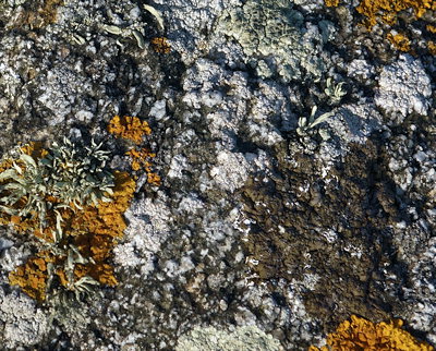 lichens de la zone des embruns