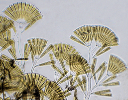 Licmophora (diatomes)