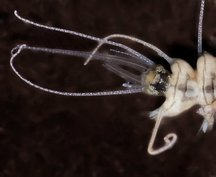 Amblyosyllis spectabilis