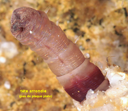Petaloproctus terricolus