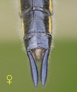 libellule à quatre taches femelle: extrémité abdominale