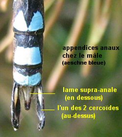 appendices anaux des mâles (ici aeschne bleue)