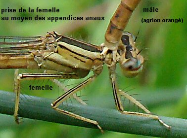 tandem d'agrions orangés: détail de la prise de la femelle par le mâle