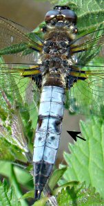 pruinosité partiellement ôtée chez une libellule fauve mâle