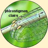 agrion à larges pattes femelle: ptérostigmas