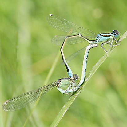 agrion nain: accouplement