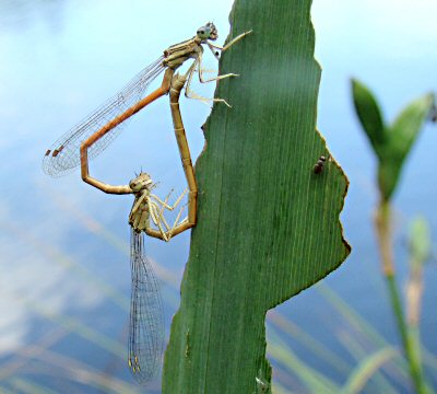 agrion orang : accouplement