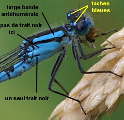 agrion porte-coupe mle