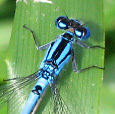 agrion porte-coupe mle