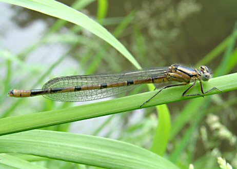 agrion porte-coupe mle immature