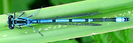 agrion jouvencelle mle