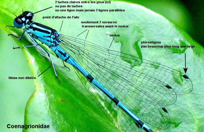agrion jouvencelle mle