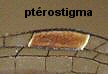 leste verdoyant: ptrostigma