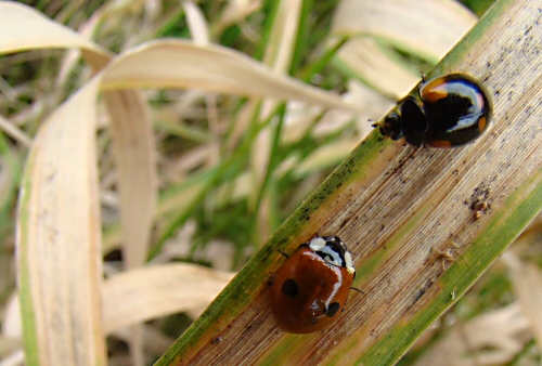 Adalia bipunctata (Coccinelle à 2 points)