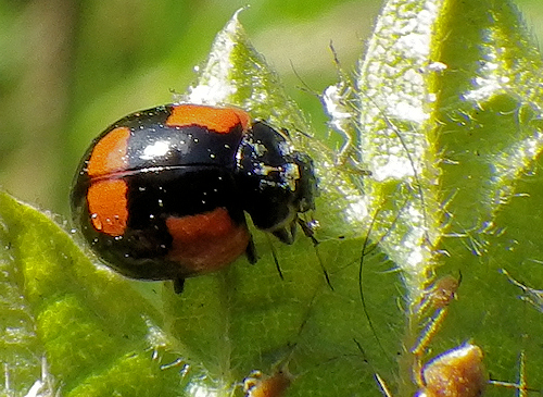 Adalia bipunctata (Coccinelle à 2 points)