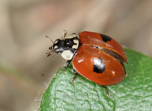 Adalia bipunctata (Coccinelle à 2 points)