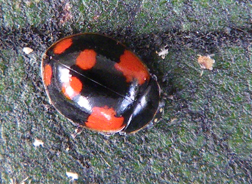 Adalia bipunctata (Coccinelle à 2 points)