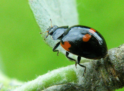 Adalia bipunctata (Coccinelle à 2 points)