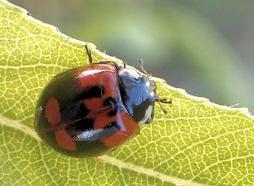 Adalia bipunctata (Coccinelle à 2 points)