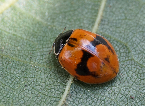 Adalia bipunctata (Coccinelle à 2 points)