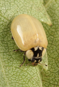 Adalia bipunctata (Coccinelle à 2 points)