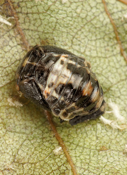 Adalia bipunctata (Coccinelle à 2 points) nymphe