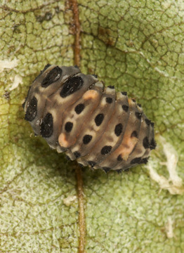 Adalia bipunctata (Coccinelle à 2 points) prénymphose