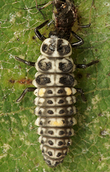 Adalia decempunctata