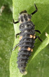 Coccinella undecimpunctata