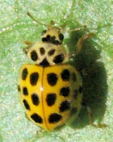Psyllobora vigintiduopunctata (mâle)