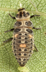 Adalia bipunctata