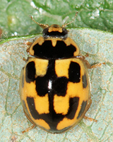 Propylea quatuordecimpunctata