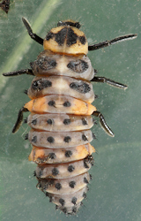 Coccinella septempunctata