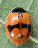 Adalia bipunctata