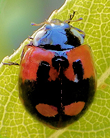 Adalia bipunctata