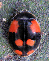 Adalia bipunctata